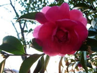 CIMG0748.jpg