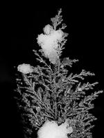 c00665ad.jpg