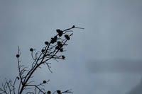 IMG_2319b.jpg