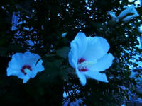CIMG0588.JPG