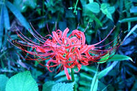IMG_5529b.jpg
