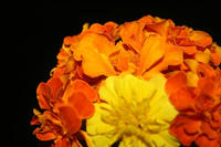 IMG_3962.JPG