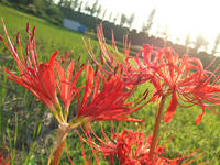 DSCF2486.JPG