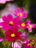 20111008017f.jpg
