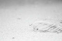 IMG_4461.JPG