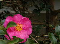 P1152795we.jpg