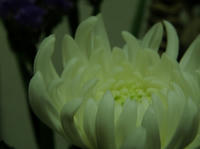P1142784rw3.jpg