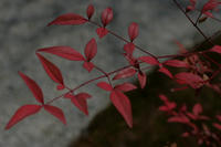 IMGP2441.jpg
