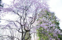IMGP2655.JPG