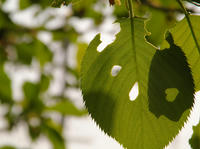 P4243689jg.jpg