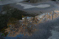 DSC_1130.JPG