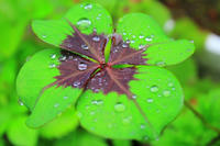 IMG_9983b.jpg
