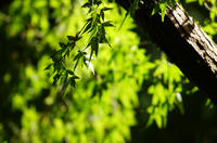 DSC08416.JPG