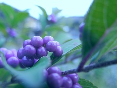 IMGP3298.JPG