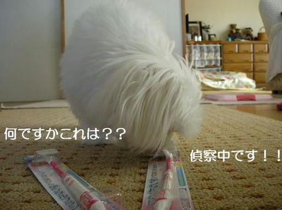 DSCN7011.JPG