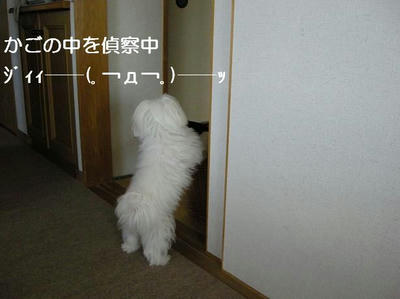 DSCN7527.JPG