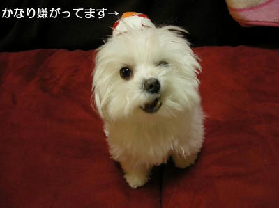 DSCN7747.JPG