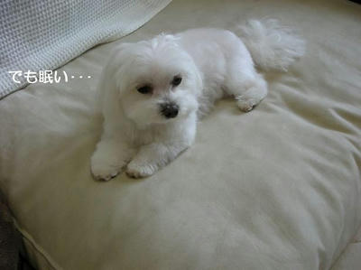 DSCN0019.JPG