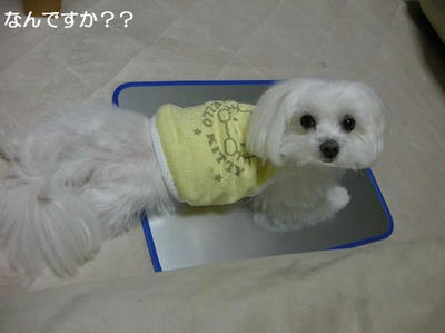 DSCN9933.JPG