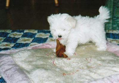 IMG003.JPG