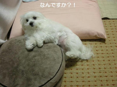 DSCN9230.JPG