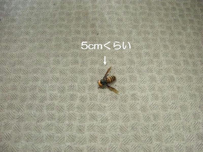 DSCN9401.JPG