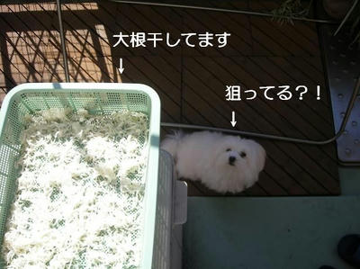 DSCN9794.JPG