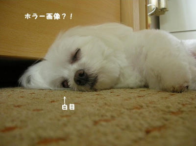 DSCN1095.jpg