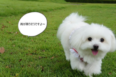 DSC00874.jpg