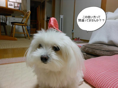 DSCN0231.jpg