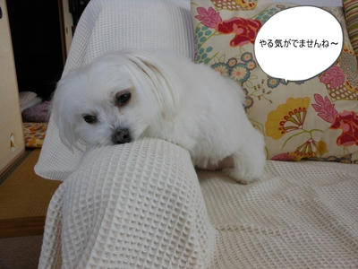 DSCN0321.jpg