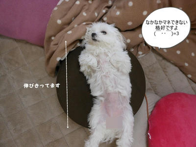 DSCN9603.jpg