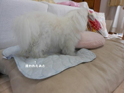 DSCN0312.jpg