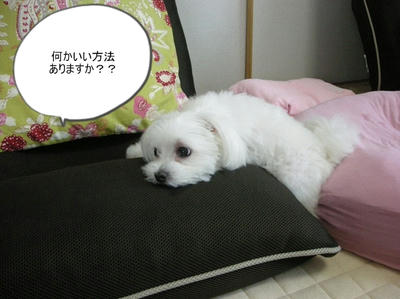 DSCN9632.jpg