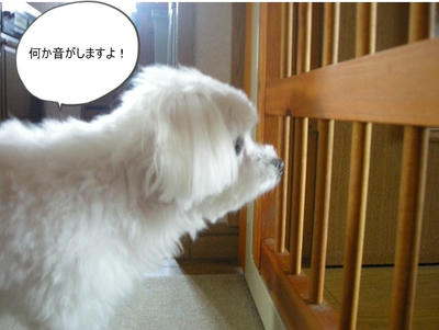 DSCN9668.jpg
