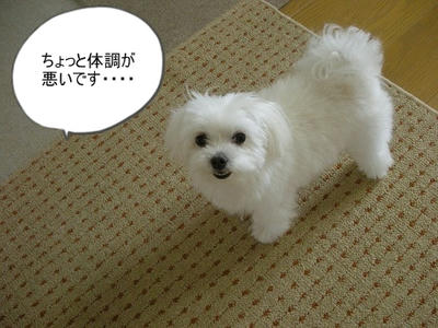 DSCN98112.jpg