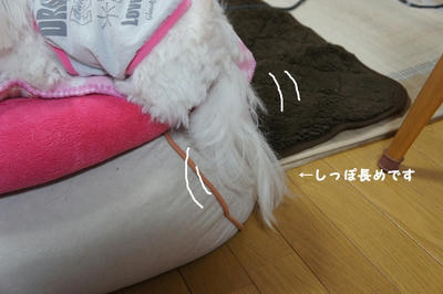 DSC03595.jpg