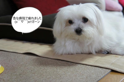 DSC04980.jpg