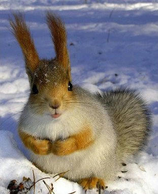 usa-kawa-on-snow.png