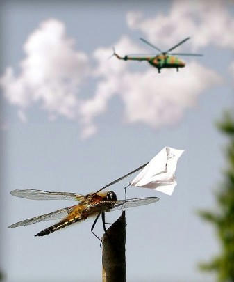 omiokuri-dragonfly.jpg
