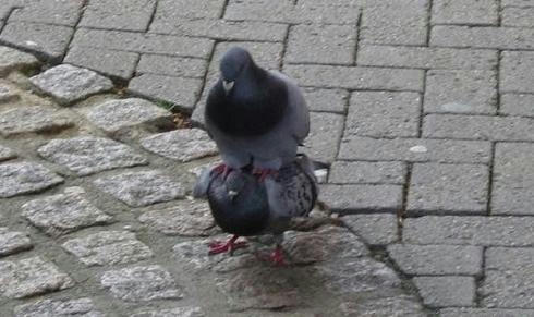 hato-delta-formation.jpg