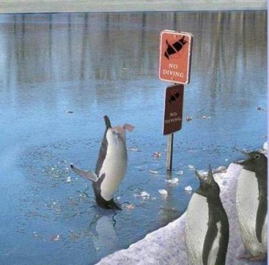 No-Diving.jpg