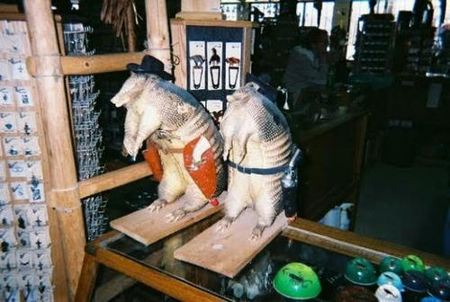 stuffed-armadillos.jpg