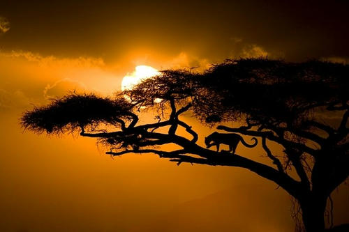 Save-Beautiful-Africa-2.jpg
