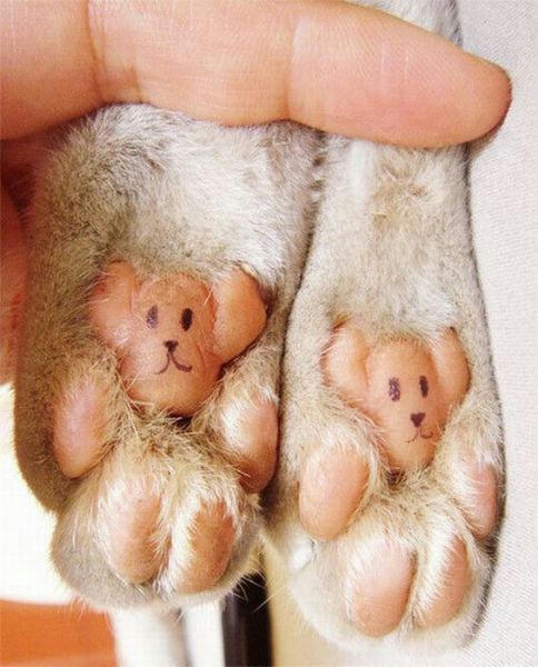 cute-paws.jpg