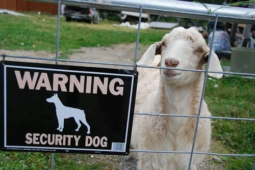 security-dog.jpg