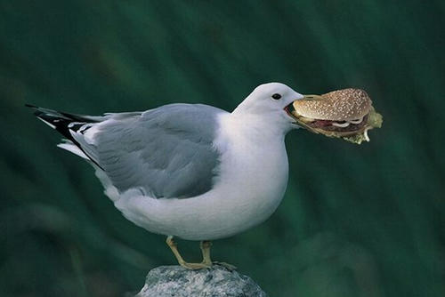 american-seagull.jpg