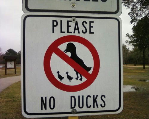 please-no-ducks.jpg