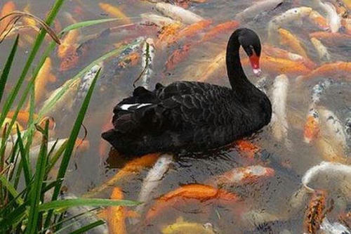 black-swan.jpg