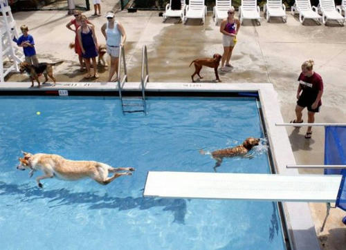 dogs-diving.jpg